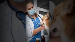 veterinary doctor and animal watsapp status #viral #shorts