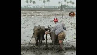 പഴയ കാല ഓർമകളിൽ ഒന്നുകൂടി ഓടി ചെന്നാലോ