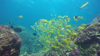 Soft corals at Richelieu rock