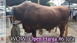 PASAR PAHING KEDATANGAN SAPI JUMBO, PENAWARAN RUGI