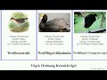 vögel ordnung kranichvögel birds angulata gallirallus klunkerkranich bindenralle sumpfhuhn fulica