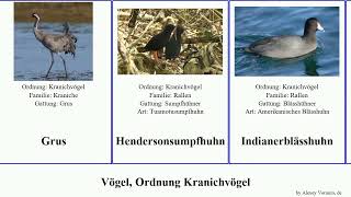 Vögel, Ordnung Kranichvögel birds angulata Gallirallus Klunkerkranich Bindenralle Sumpfhuhn Fulica