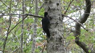 【鳥さんぽ】北海道の野鳥【クマゲラ遭遇】