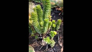 Crassula green pagoda