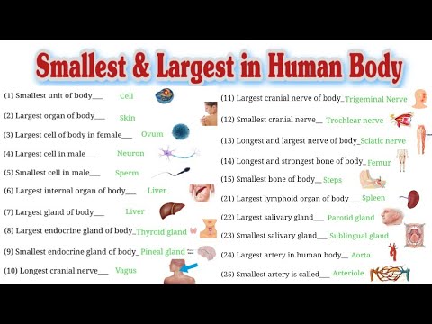 Which is the largest part the thinnest?