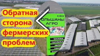 Почему к фермеру не пришли на работу люди?! #столин #ольшаны #столинскийрайон