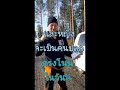 ปลูกเม็ดสนฟินแลนด์ mennynsiemenen viljely finland