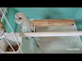 初めてのケージ　セキセイインコのしらす　雛　budgerigar chicks