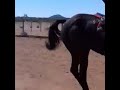 namibia horse racing 2022 5