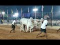 18th 4131.3 linga anjaiah chowdhury garu gurajala vari 4teeth bulls ....in darsi