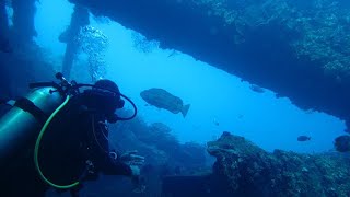 Diving Sydney Harbour Bridge Dive Site with GoPro Hero 8 Black