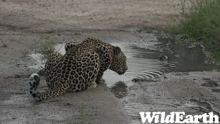 WildEarth - Sunrise Safari - 07 Mar 2023