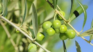 OLIVE TREE 🌳 #ഒലിവ് മരം 🌲🌳