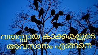 കാക്കകൾ മരിക്കുന്നതെങ്ങനെ അറിയാമോ