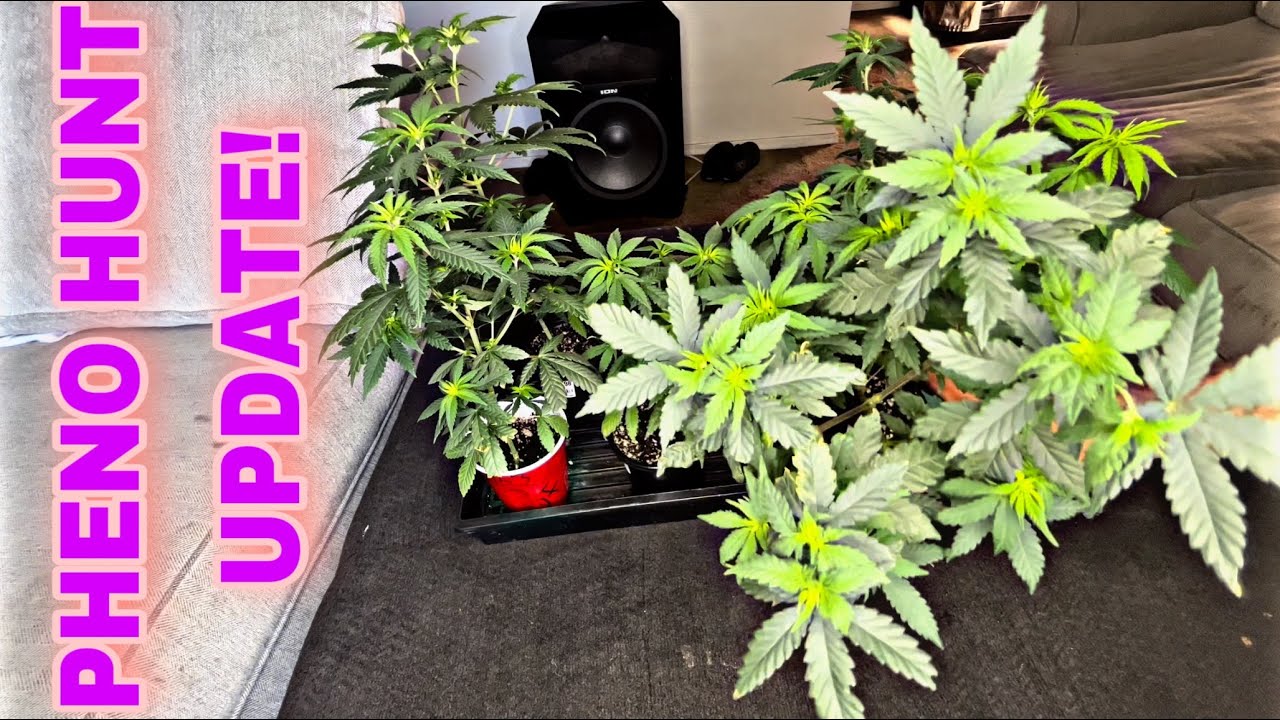 How To Grow Weed Easy Pheno Hunt Youtube