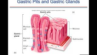 Ch. 18 (Digestive System)