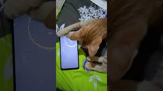 My 5 Months Old Cat Playing Games on Smartphone For The First Time | CAT GAMES |  FUNNY CAT