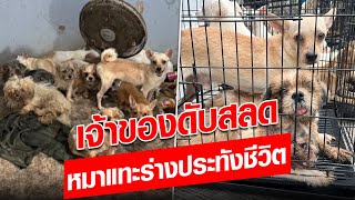 ลุงดับสลดเดียวดายในบ้านพัก น้องหมาไซซ์เล็กหลายสิบตัว รุมแทะร่างประทังชีวิต : Khaosod - ข่าวสด