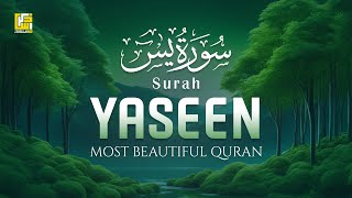 Surah Yasin (Yaseen) - سُوْرَۃ يٰس - Beautiful Quran Recitation Voice - Zikrullah TV