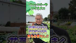 家庭菜園や農園のブロッコリー栽培で花蕾が大きくならない！？ロマネスコ・カリフラワーにも応用できるやってはいけない事とブロッコリーの育て方！【農家直伝】#shorts