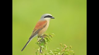 Neuntöter (Lanius collurio) Red-backed shrike Rotrückenwürger