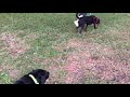 parallel walk for dog reactivity sweet pea pt. 1