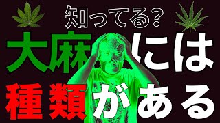 【大麻解説】サティバ、インディカとは？CBDやCBNリキッドを選ぶ時に役に立つ!!!