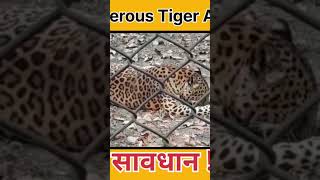 Tiger Attack l Dangerous Tiger Attack