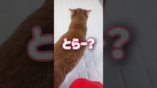 いつもは超甘えん坊の猫がピリつくとこうなります【とらまる】