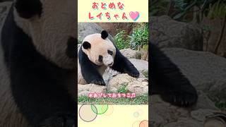 一瞬変な動きのレイちゃん🐼その後の水浴びも全部が可愛く見えちゃう乙女なレイちゃん🩷2024/5/2 #shorts #双子パンダ #上野動物園