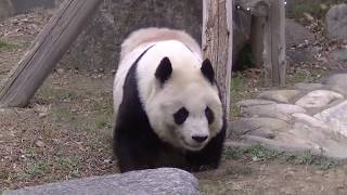 王子動物園　おなか空いたのぉ～(2017/12/16)