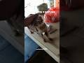 ibu kucing kampung #viral#shorts #shortsviral