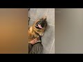 german sheperds are badass and cute compilation