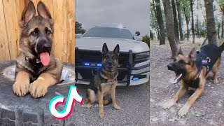German Sheperds are Badass and Cute Compilation