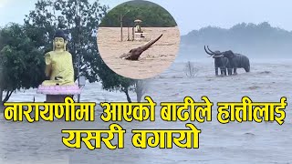 नारायणी नदीले पार गर्‍यो खतराको तह || Narayani River chitwon || Danger zone