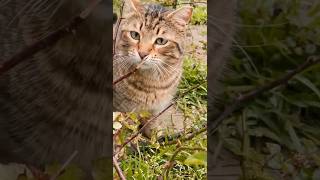 Cats Searching for hunting #cat #cute #kitten #animals #catlover #music #nature #pop #lyricspopsong