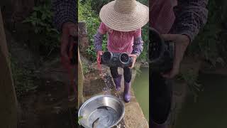 奶奶每天在田里抓泥鳅的生活Grandma's daily life catching loaches in the field #fishing #fish #fishtrip #lxmfamily