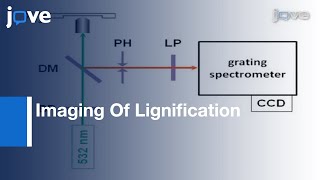 Label-Free: Imaging Of Lignification In Plant Cell Walls l Protocol Preview