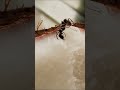 ant 🐜🐜🐜 eat coconut how to get rid of ants coconut ants how to stop ants