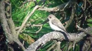 エゾビタキ（1）鳴き声あり - Grey-streaked Flycatcher - Wild Bird - 野鳥 動画図鑑