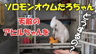 ソロモンオウムたろちゃん　天敵のアヒルちゃんをどうするの？　What is a cockatoo going to do with a natural enemy duck toy?