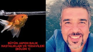 BÜTÜN JAPON BALıK HASTALıKLARı VE TEDAViLERi (1.BÖLÜM)