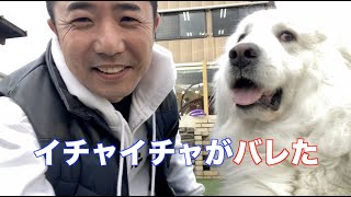 キスを愛犬に求めた日は荒れる！　グレートピレニーズ　GreatPyrenees