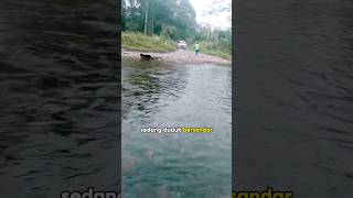 tetap waspada jika main ke sungai papua