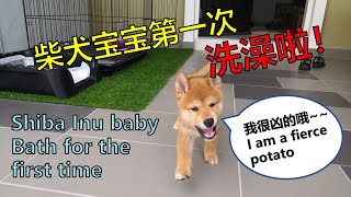 柴犬寶寶第一次冲凉啦！自己選洗澡液？！ Shiba Inu puppy bath for the first time 【柴犬奶茶】