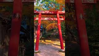 我不允许你不知道竈門神社的红叶祭 准备好赴约了吗 門神社 日本旅游 属于秋天的颜色 枫叶红了  #Kyoto #Camping #日本地接 #Japan #日本地接