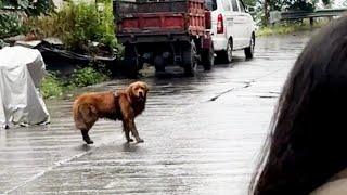 In tears, she ran after each car, hoping to find its owner, but in vain