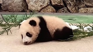 baby Panda's wake up and toddler walk [Adventure World fuuhin]