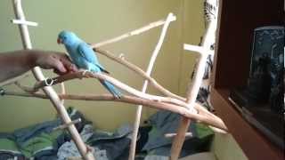 אילוף תוכי דררה Clicker training parrot -- Indian ringneck