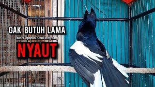 SUARA BURUNG kacer gacor NGEPLONG TARUNG ini paling AMPUH buat PANCINGAN KACER agar EMOSI NYAUT